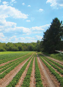 Local Farm